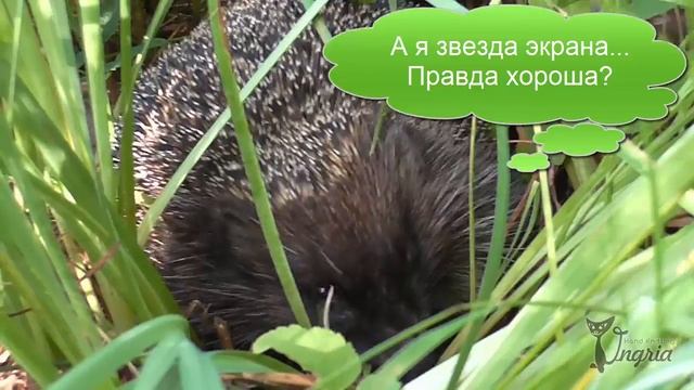 ෴ Ежик на даче. Видео о колючих гостях.