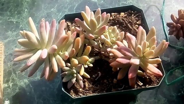 Graptopetalum/ Graptosedum/ Graptoveria ☺️🌸🌻🍀💖 смотреть онлайн