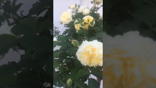 Englische Rose The Pilgrim im Schaugarten Galarosa смотреть онлайн