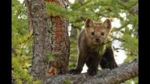 Девственные леса Коми