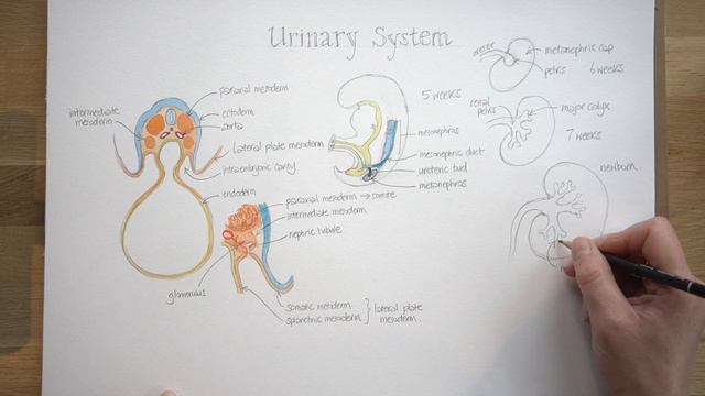 Lockdown Embryology with Prof Alice Roberts #14: Urinary System смотреть онлайн