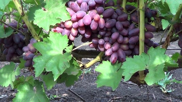 Сорт Винограда ИЗЮМИНКА смотреть онлайн