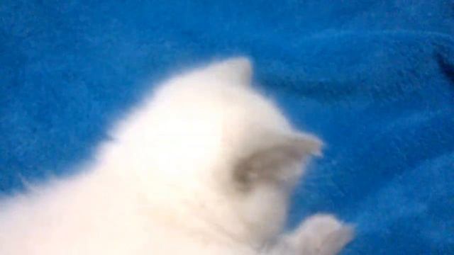 Шотландские котята. Колор-пойнт смотреть онлайн