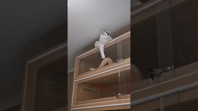 ?? #животные #змея #кот #жалко #Shorts смотреть онлайн