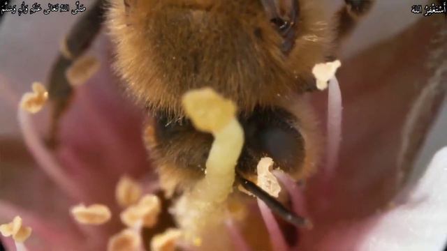 Honey Bees Documentary In Urdu | Amazing Facts About Honey Bee | Shahed Ki Makhi Aur Allah Ki Qudra