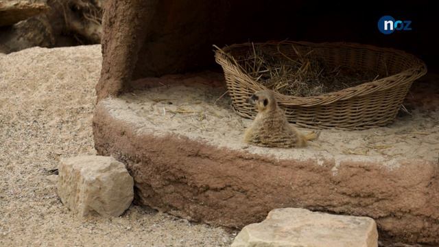 Erdmännchen im Zoo Osnabrück beziehen neue Anlage смотреть онлайн