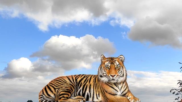 Год какого животного 2022 по восточному календарю. смотреть онлайн