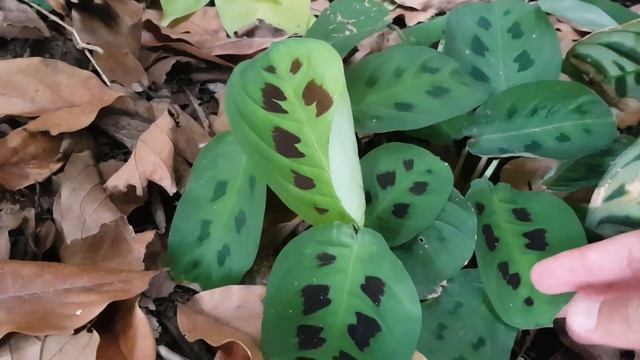Planta Nativa Maranta leuconeura смотреть онлайн