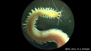 Процесс Заживления Раны