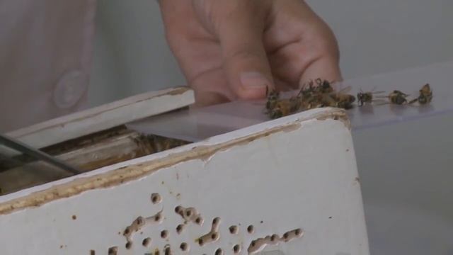 Как лечат пчелами в Китае? Апитерапия и апипунктура смотреть онлайн