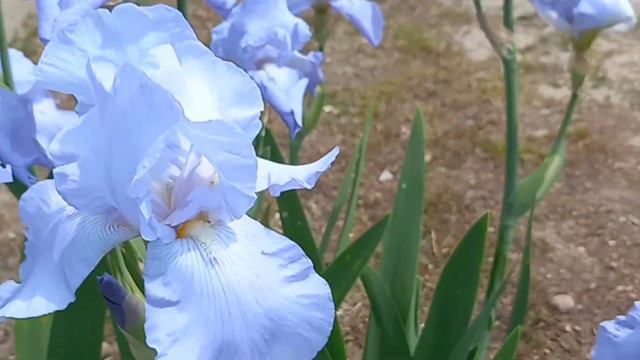 Весна на Заречной улице...💞 Цветут ирисы. смотреть онлайн