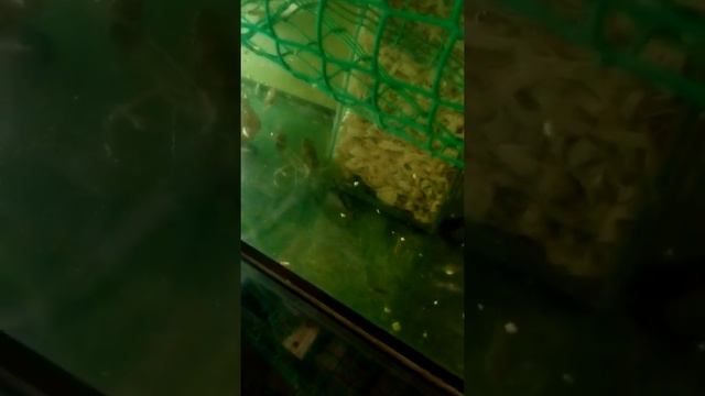 Желток яйца как подкормка для раков и креветок. смотреть онлайн