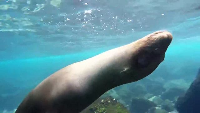 Galapagos Swiming with Sea Lions смотреть онлайн