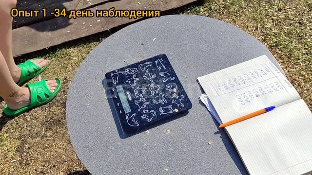 20 бролей & Черная львинка, опыт первый 34 день эксперимента