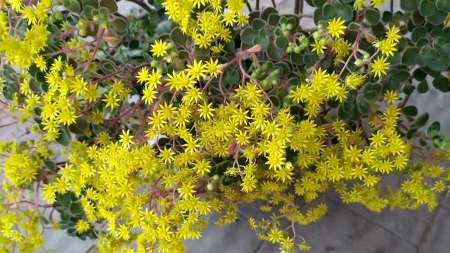 Аихризон-дерево любви. смотреть онлайн