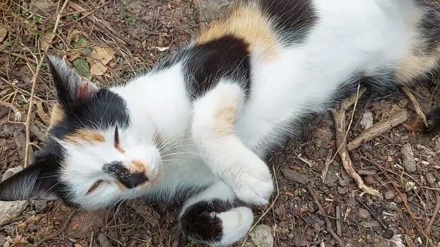 ДИКАЯ КОШКА . ПОДКИДЫШ ? смотреть онлайн