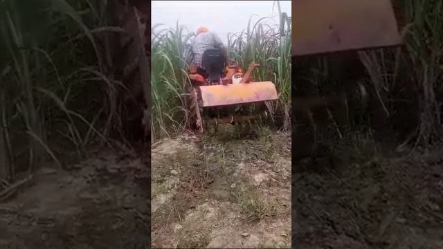 sugarcane COPB 14201 available JS FARM SALANA 9781216862 смотреть онлайн