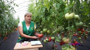 Томат советский- обзор  сорта!