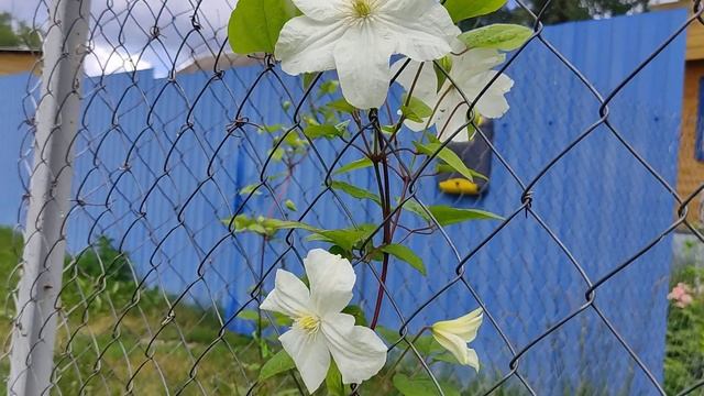 Клематис Сноу Сторм (Snow Storm)