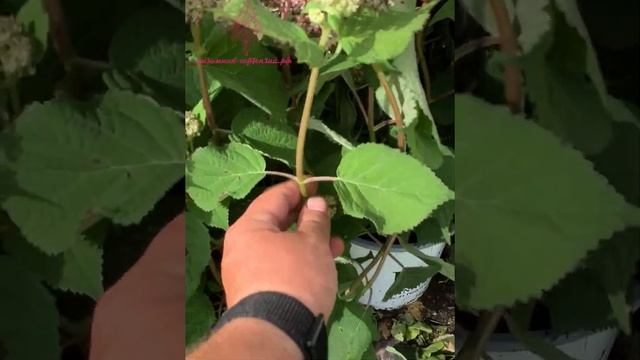 Гортензия древовидная Winers. Пинк Анабель2, Руби Анабель, Свит Анабель, Лайм Рикки и др. смотреть онлайн