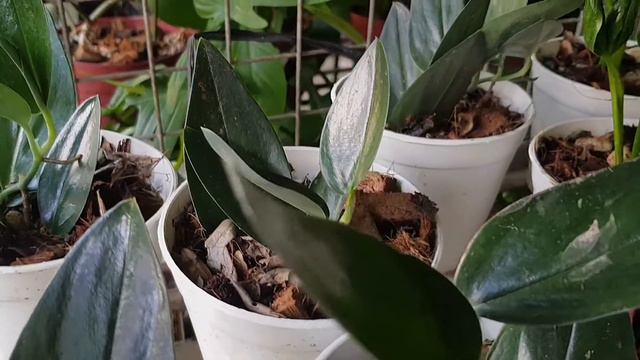 Scindapsus Treubii Dark Form | Plants And Plants #scindapsus #darkform