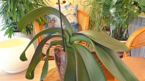 Изменения  для орхидеи Королевы / Замиокулькас.