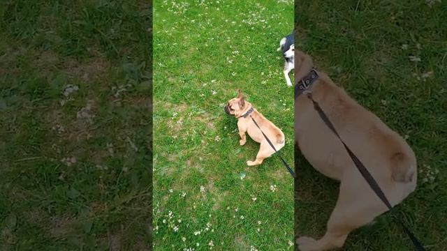 Французский бульдог ,прогулка 7 июля 2022 г. смотреть онлайн