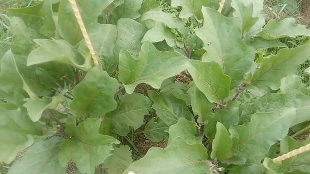 Баклажаны в середине лета. Особенности ухода. смотреть онлайн