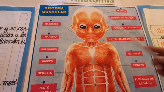 El sistema muscular смотреть онлайн