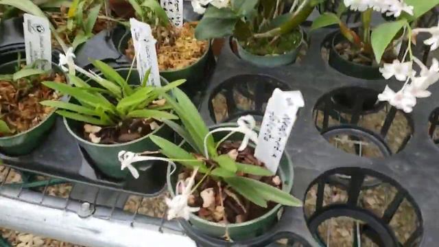 SUNLAND ORCHIDS, NEW ORCHID SHOPPING DESTINATION. www.sunlandorchids.com смотреть онлайн