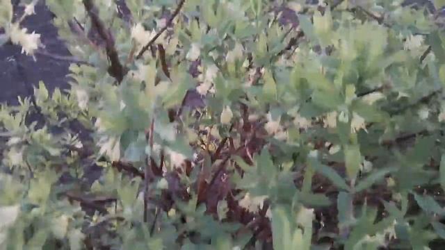 Сборка забора в один день, из того что было. ?️ смотреть онлайн