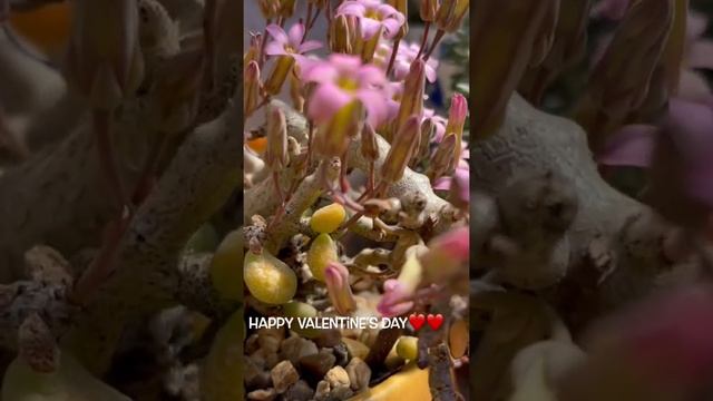 Tylecodon Schaeferianus смотреть онлайн