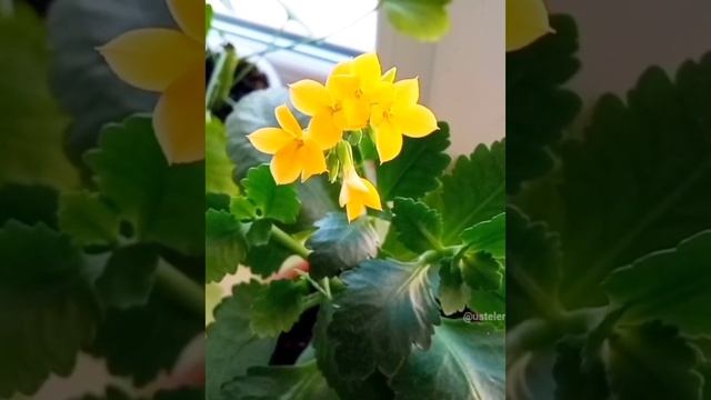 Каланхоэ. Грунт. kalanchoe. смотреть онлайн