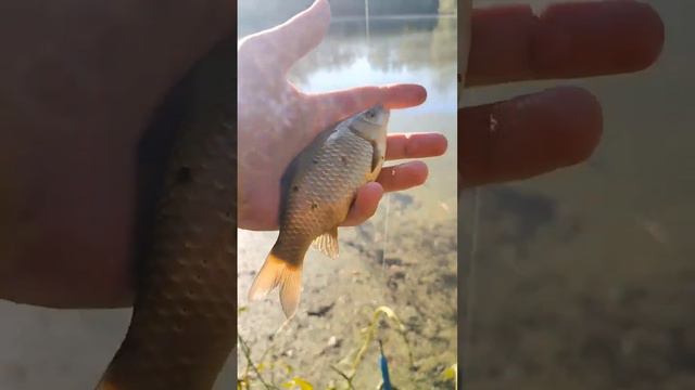 Отличная рыбалка !