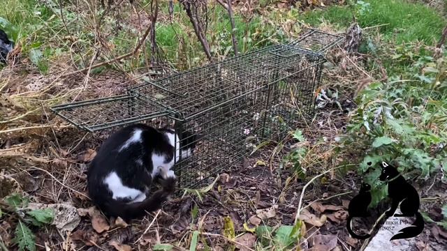 Живоловушка котоловка смотреть онлайн