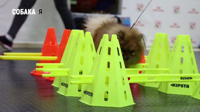 Немного о занятиях | Собака я смотреть онлайн