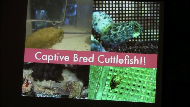 20130614 BAS Dry Shipping Corals & Inverts- Laura Birenbaum (720p) смотреть онлайн