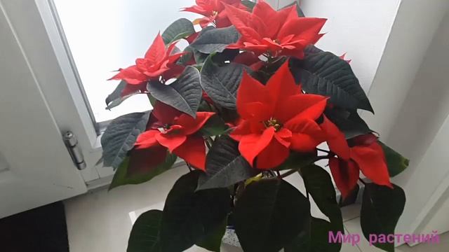 Красивый цветок Пуансетия/Рождественская звезда. смотреть онлайн