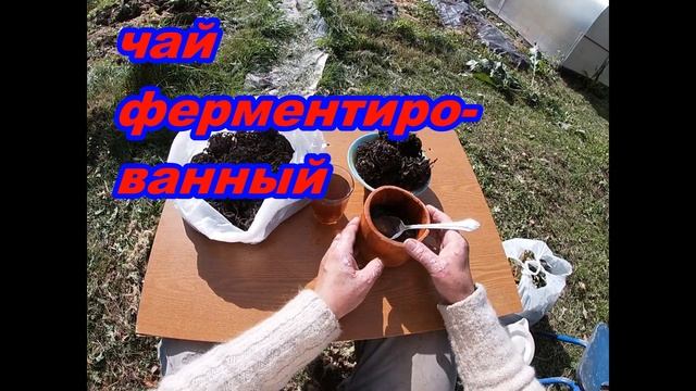 Иван чай.Как заваривать и употреблять. смотреть онлайн