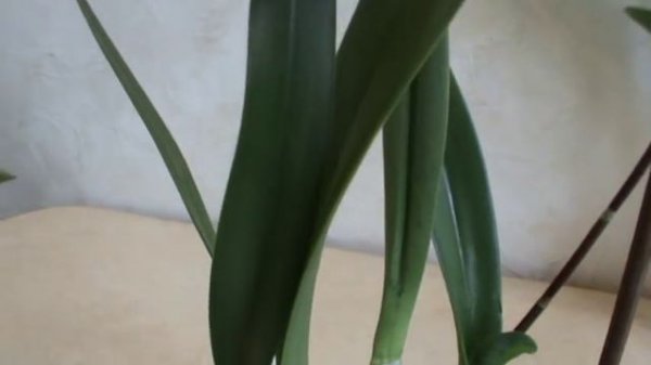 Орхидея эпикаттлея. Уход и ошибки.