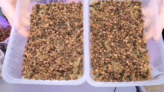 Показываем как выращивать свеклу и мангольд за 57 секунд! семена купить ссылка в описании смотреть онлайн