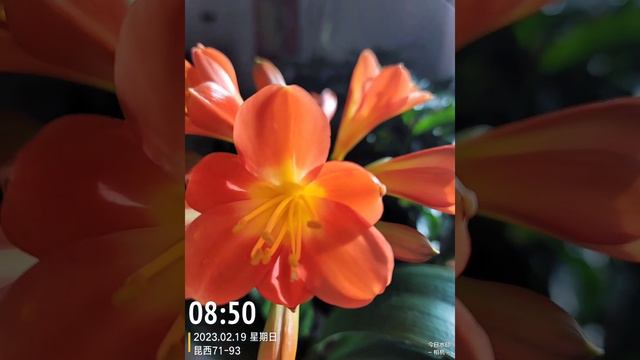 😍君子兰花开🌼 смотреть онлайн