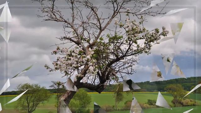 Е. Мартынов "Яблони в цвету"/The apple - trees are in blossom смотреть онлайн