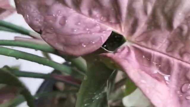 #10 most common varieties of syngonium#পশ্চিমবঙ্গের দশটি সিঙ্গোনিয়ামের কমন ভ্যারাইটি смотреть онлайн