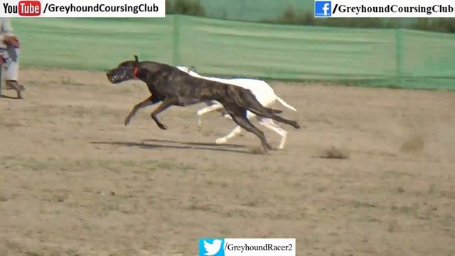 Greyhound vs hare 2021 | Dog race in Pakistan | Greyhound coursing смотреть онлайн