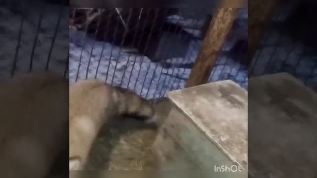 579. Дикая лиса Маркиза, ем только то что нравится сегодня. #лиса #животные #shorts смотреть онлайн