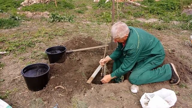 Как посадить кизил и туи.На какую глубину? смотреть онлайн