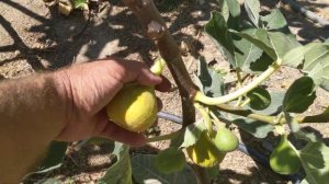 Инжир сорта Yellow Long Neck