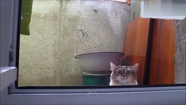 приколы с животными смотреть онлайн