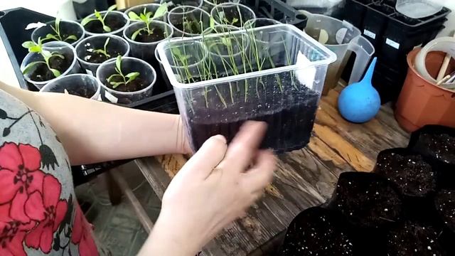 Пикировка перца 2020. Супер стаканы для пикировки рассады смотреть онлайн